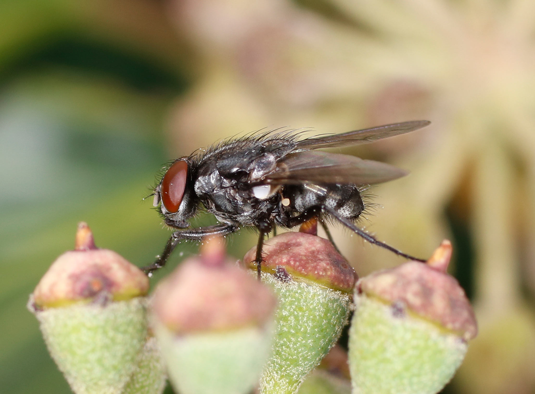 Muscidae: Morellia cfr. hortorum